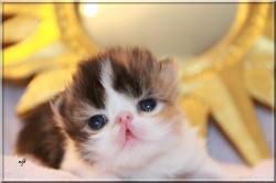IDEALE DE L'AMOUR DE CHAT (FEMELLE CALICO, yeux or, dents de lait en place, RESTE A L'ELEVAGE) -