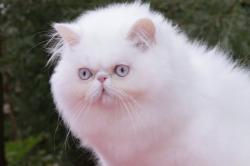 IDOLE DE L'AMOUR DE CHAT@ 6 semaines : RESERVEE Mr BOUIN : Prix : 1500 euros : QUALITE SHOW (dentition adulte en place)